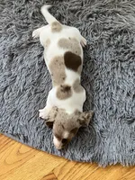 Akc Smoke, a male Miniature Dachshund for sale in Decatur, IN – 2 of 5