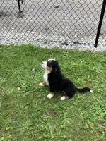 Akc Melinda, a female Bernese Mountain Dog for sale in Decatur, IN – 5 of 5