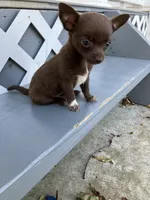 Tina, a female Chihuahua for sale in Decatur, IN – 1 of 6
