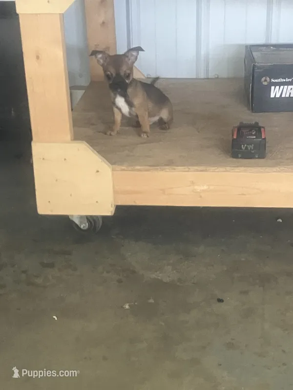 Akc Paul – Chihuahua puppy for sale in Decatur, IN