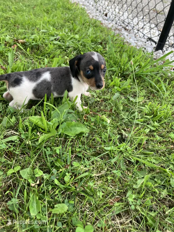 Akc Debra – Miniature Dachshund puppy for sale in Decatur, IN