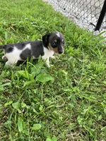 Akc Debra, a male Miniature Dachshund for sale in Decatur, IN – 1 of 5