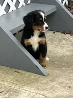 Akc Sara, a female Bernese Mountain Dog for sale in Decatur, IN – 2 of 2
