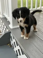 Akc Mitchell , a male Bernese Mountain Dog for sale in Decatur, IN – 4 of 5