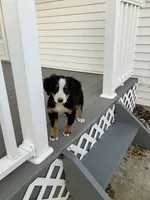 Akc Dan , a female Bernese Mountain Dog for sale in Decatur, IN – 4 of 6