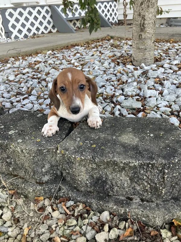 Akc Sparky – Miniature Dachshund puppy for sale in Decatur, IN