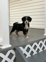 Akc Mitchell , a male Bernese Mountain Dog for sale in Decatur, IN – 3 of 5