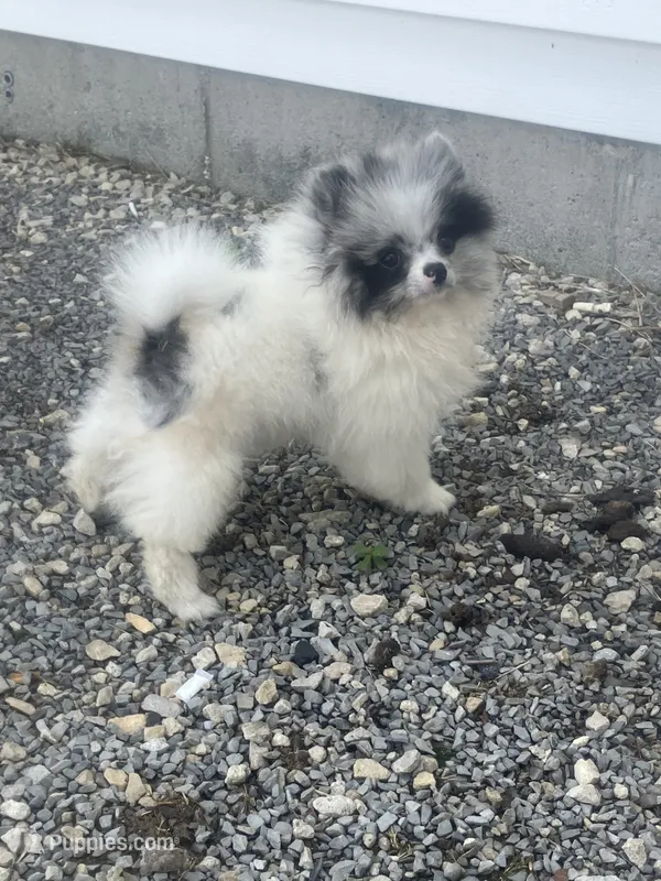 Akc Cutie – Pomeranian puppy for sale in Decatur, IN