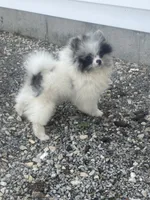 Akc Cutie, a male Pomeranian for sale in Decatur, IN – 1 of 6