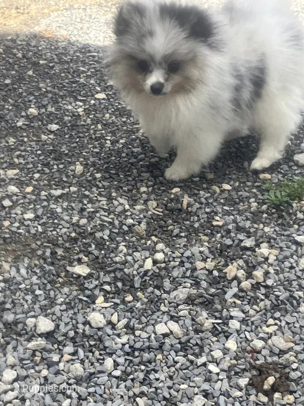 Akc Fluff Ball – Pomeranian puppy for sale in Decatur, IN
