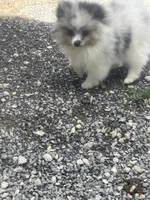 Akc Fluff Ball, a male Pomeranian for sale in Decatur, IN – 1 of 7
