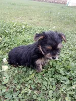 Rachel, a female Yorkshire Terrier for sale in Decatur, IN – 6 of 6