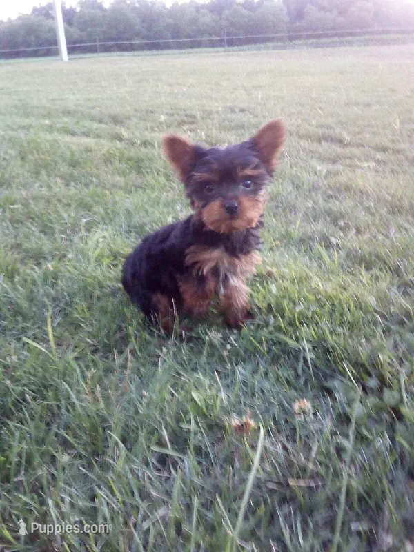 Belle – Yorkshire Terrier puppy for sale in Decatur, IN