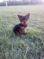 Belle, a female Yorkshire Terrier for sale in Decatur, IN – 1 of 6