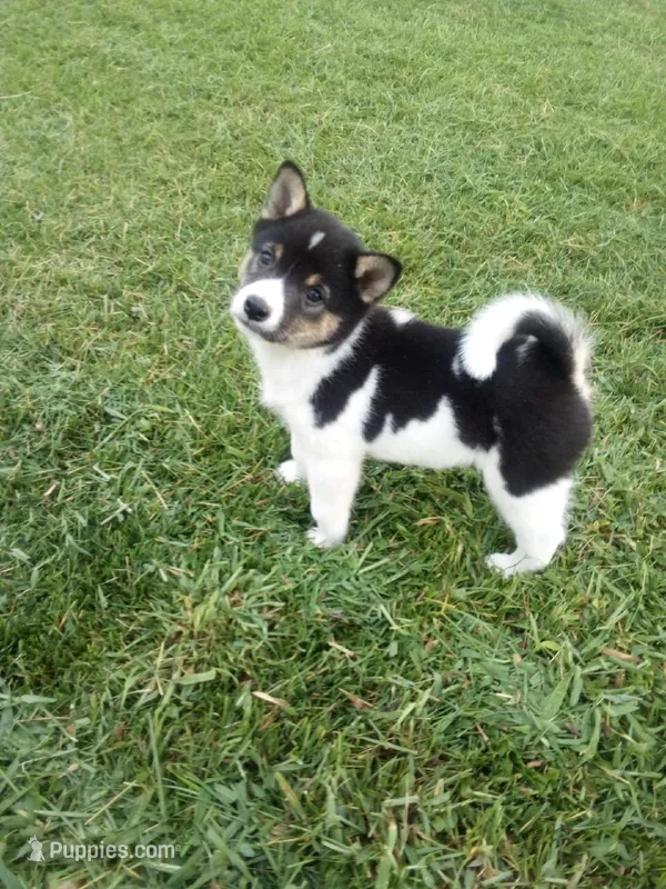 Akc Jacky – Shiba Inu puppy for sale in Decatur, IN