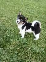 Akc Jacky, a male Shiba Inu for sale in Decatur, IN – 1 of 3