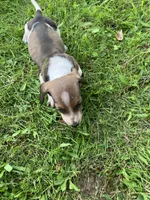 Akc Ray, a male Miniature Dachshund for sale in Decatur, IN – 5 of 6