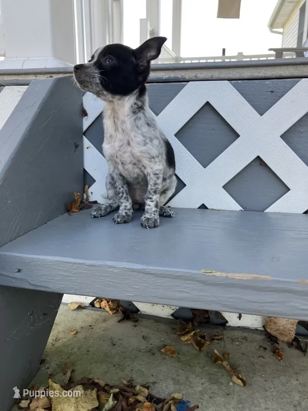 Lizzy – Chihuahua puppy for sale in Decatur, IN