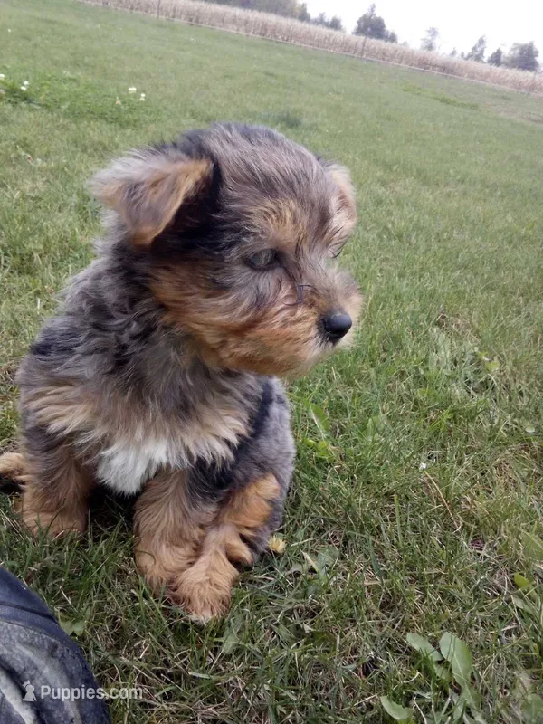 Rufas – Yorkshire Terrier puppy for sale in Decatur, IN