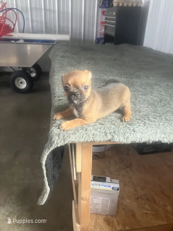 Akc Paul – Chihuahua puppy for sale in Decatur, IN