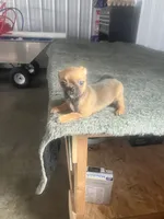 Akc Paul, a male Chihuahua for sale in Decatur, IN – 1 of 5