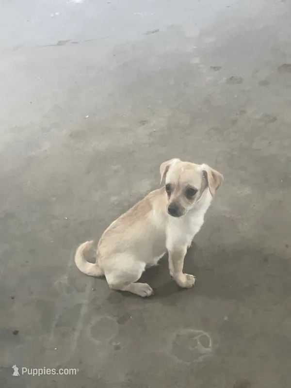 Nate – Chihuahua puppy for sale in Decatur, IN