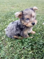 Rufas, a male Yorkshire Terrier for sale in Decatur, IN – 2 of 5