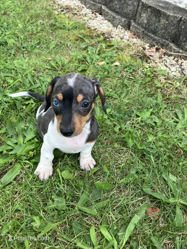 Akc Becca – Miniature Dachshund puppy for sale in Decatur, IN