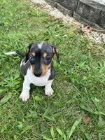 Akc Becca, a female Miniature Dachshund for sale in Decatur, IN – 1 of 5