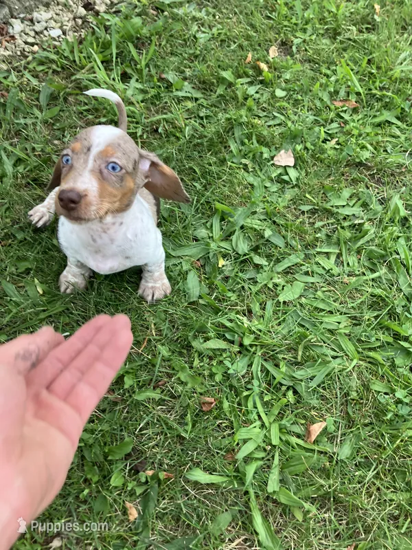 Akc Davon  – Miniature Dachshund puppy for sale in Decatur, IN