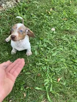 Akc Davon , a male Miniature Dachshund for sale in Decatur, IN – 1 of 6