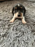 Akc Mina, a female Miniature Dachshund for sale in Decatur, IN – 1 of 4