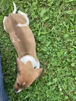 Akc Sparky, a male Miniature Dachshund for sale in Decatur, IN – 2 of 4