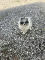 Akc Cutie, a male Pomeranian for sale in Decatur, IN – 2 of 6