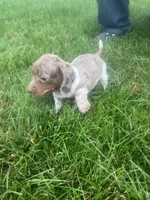 Akc Darlene, a female Miniature Dachshund for sale in Decatur, IN – 3 of 6