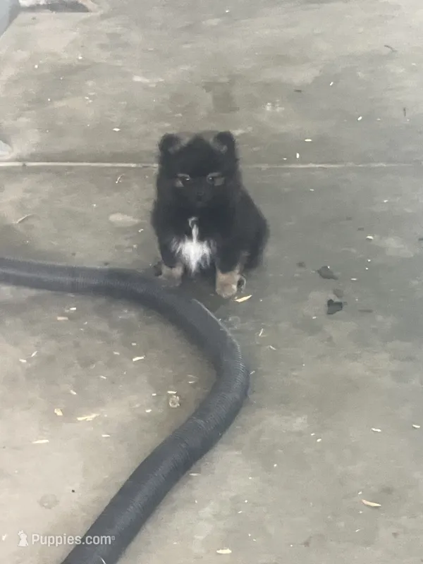 Pete – Pomeranian puppy for sale in Decatur, IN