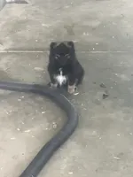 Pete, a male Pomeranian for sale in Decatur, IN – 1 of 7