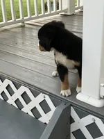 Akc Mitchell , a male Bernese Mountain Dog for sale in Decatur, IN – 2 of 5