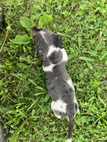 Akc Debra, a male Miniature Dachshund for sale in Decatur, IN – 3 of 5