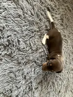 Akc Rhonda, a female Miniature Dachshund for sale in Decatur, IN – 4 of 4