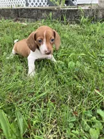 Akc Deloris, a male Miniature Dachshund for sale in Decatur, IN – 5 of 6