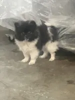 Polly, a female Pomeranian for sale in Decatur, IN – 2 of 6