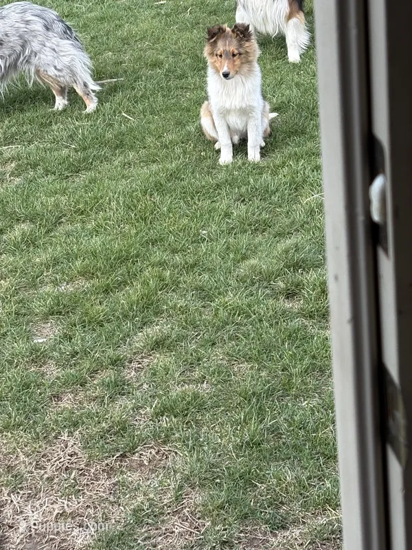 Akc Snippy – Shetland Sheepdog puppy for sale in Decatur, IN