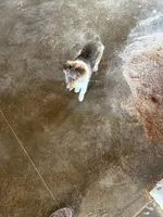 Akc Snippy, a male Shetland Sheepdog for sale in Decatur, IN – Photo 5 of 5