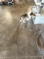 Akc Snippy, a male Shetland Sheepdog for sale in Decatur, IN – Photo 4 of 5