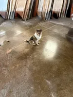 Akc Snippy, a male Shetland Sheepdog for sale in Decatur, IN – Photo 3 of 5