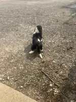 Liam, a male Basset Hound for sale in Decatur, IN – 2 of 4