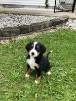 Akc Rover, a male Bernese Mountain Dog for sale in Decatur, IN – 4 of 4