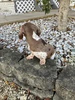 Akc Rosy, a female Miniature Dachshund for sale in Decatur, IN – 4 of 5