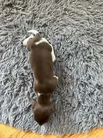 Akc Rhonda, a female Miniature Dachshund for sale in Decatur, IN – 2 of 4